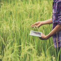 Farmer standing in a rice field with a tablet. Farmer standing in a rice field with a tablet.