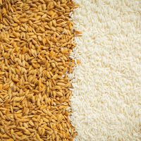paddy rice and white rice background paddy rice and white rice background
